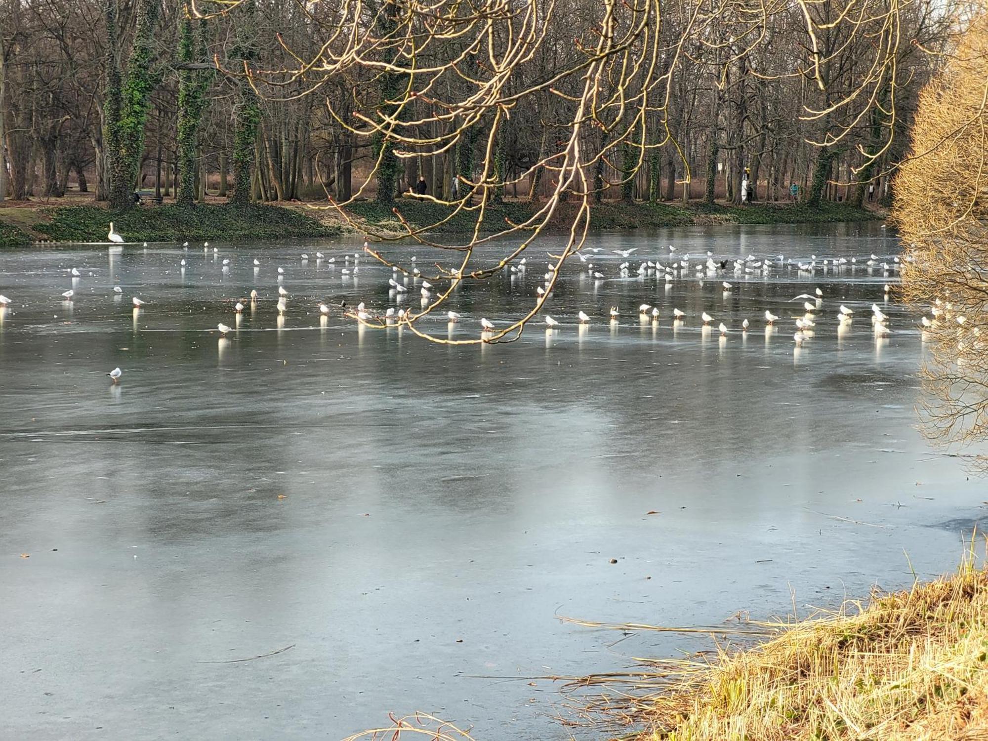 Gyvenimas sodyboje Near Rondo Onz