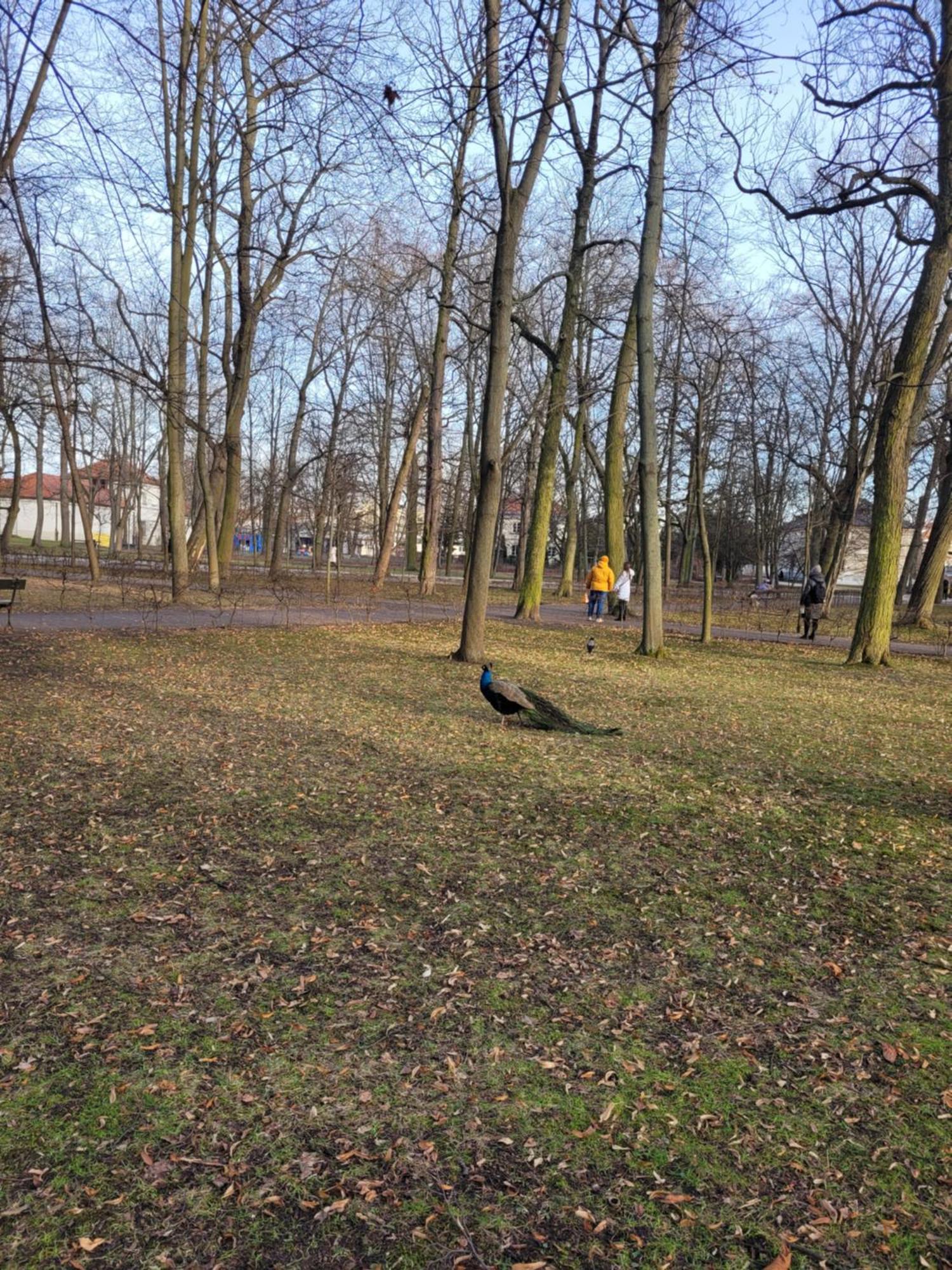 Near Rondo Onz Gyvenimas sodyboje